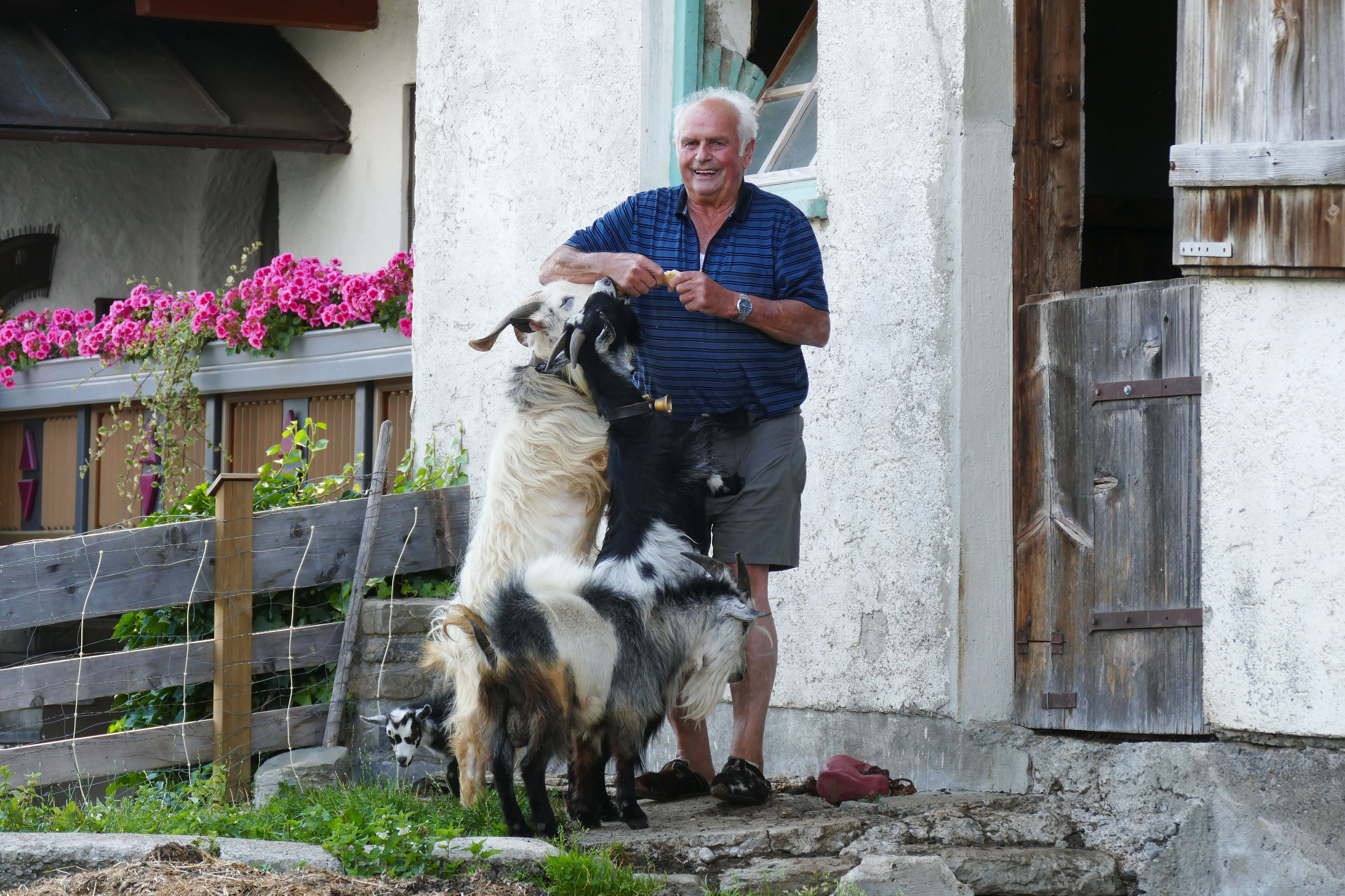 Großvater Schaidnagl mit Ziegen